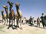 В Пакистане задержаны верблюды, груженные тонной опиума