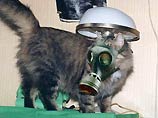 Израильские коты и собаки могут дышать легко: в случае биологической или химической атаки Ирака на еврейское государство они будут обеспечены специальной защитой в виде противогазов