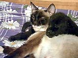 Маски будут выпускаться в Израиле различных размеров, чтобы можно было защитить всех друзей человека - от самой маленькой собачки чихуахуа до самой большой - сенбернара Маски будут выпускаться в Израиле различных размеров, чтобы можно было защитить всех друзей человека - от самой маленькой собачки чихуахуа до самой большой - сенбернара