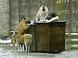 В Смоленске стая бездомных собак загрызла 4-летнюю девочку В Смоленске стая бездомных собак загрызла 4-летнюю девочку