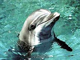 Индия будет использовать дельфинов для минирования кораблей противника