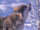 В Хабаровском крае пройдет конкурс на отстрел волков
