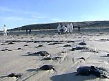 Сейчас бригады спасателей и добровольцев собирают мазутные сгустки на пляжах знаменитых курортов в непосредственной близости от островов Олерон и Иль-де-Ре. Есть опасность загрязнения мазутом гигантских плантаций устриц и мидий, которые разводятся вокруг