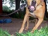 В Новосибирской области судят хозяина собак, загрызших насмерть человека