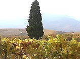 В Крыму на грани исчезновения оказался один из главных символов этого южного курорта - кипарис В Крыму на грани исчезновения оказался один из главных символов этого южного курорта - кипарис