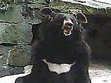 В Хабаровском крае застрелен гималайский медведь-убийца