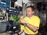 Космонавты на Международной космической станции вырастили в оранжерее японскую салатную капусту "Мизуна" и с удовольствием ее съели. Впрочем, ученым для экспериментов оставили по одному листочку с каждого саженца - их уже отправили на Землю