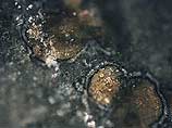 Как сообщает НТВ со ссылкой на агентство EFE, речь идет об ископаемых микроорганизмах, обнаруженных в метеорите, возраст которого исчисляется 4,6 млрд. лет