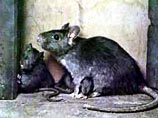В Португалии крысы уcтроили пробку на дороге