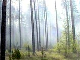 Как сообщили агентству "Вечерняя Москва" в Департаменте правительственной информации, одна из самых насущных задач в этой сфере - защита лесов от пожаров.