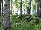 В глухих лесах России установят скрытые камеры В глухих лесах России установят скрытые камеры