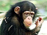В Уганде прошла первая перепись шимпанзе