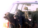 В Британии судят женщину, ехавшую на прогулку в автомобиле с 27 собаками
