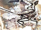 Ученые обнаружили неизвестное звено в эволюции птиц - четырехкрылого динозавра