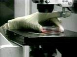 Настольный принтер использован для создания живой ткани