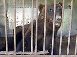 В подвале одного из домов в Москве проживал медведь