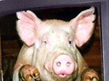 Британских фермеров обязали дать своим свиньям игрушки. Иначе их посадят в тюрьму