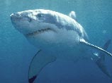 Акула чувствует холод мордой Акула чувствует холод мордой