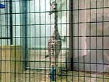 Тель-авивский зоопарк готовится к биологическому нападению