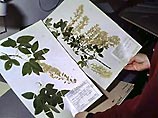 Размещенную в стенах института драгоценную, собиравшуюся с 1922 году, коллекцию растений и семян Всемирный банк оценил в 8 триллионов долларов Размещенную в стенах института драгоценную, собиравшуюся с 1922 году, коллекцию растений и семян Всемирный банк оценил в 8 триллионов долларов