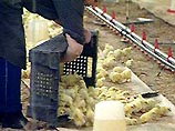 В южном Китае около 2 тысячи цыплят погибли от страха или были задавлены другими напуганными птицами после того, как подростки начали пускать фейерверки, празднуя китайский Новый год
