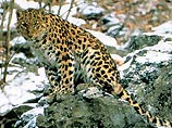 В Приморье проводится перепись дальневосточных леопардов