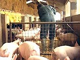 Федеральное агентство США по продуктам и лекарствам ведет расследование сообщений о том, что в продажу могло поступить мясо поросят, использовавшихся в экспериментах по модификации генов Федеральное агентство США по продуктам и лекарствам ведет расследование сообщений о том, что в продажу могло поступить мясо поросят, использовавшихся в экспериментах по модификации генов