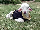 Первая австралийская клонированная овца Матильда умерла по неизвестным причинам. Об этом в пятницу сообщили представители Южно-австралийского исследовательского института