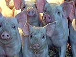 В Новгородской области свиней и кур кормят исключительно молоком и творогом