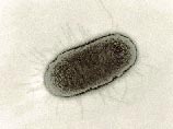 бактерия EColi