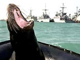 ВМФ США перебросили из Калифорнии в Персидский залив также морских львов ВМФ США перебросили из Калифорнии в Персидский залив также морских львов