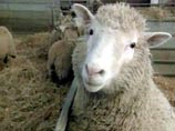 В пятницу умерла овечка Долли - первое клонированное млекопитающее на Земле
