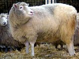 Ветеринарам пришлось усыпить самую знаменитую овцу на планете после того, как в результате ветеринарного осмотра обнаружили признаки прогрессирующего легочного заболевания