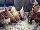 Экологический скандал в Германии - корм для скота был заражен диоксином Экологический скандал в Германии - корм для скота был заражен диоксином