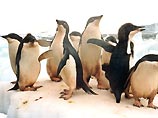 Одно из самых старых и ценных строений Антарктиды находится под угрозой из-за пингвиньего помета
