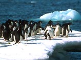 Пингвины в Антарктиде сделали из исторического памятника отхожее место