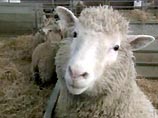 Шотландские создатели овечки Долли объявили, что они усыпили первое млекопитающее, произведенное на свет методом клонирования