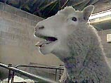 Долли - овца породы "финн дорсет" - родилась 5 июля 1996 года под Эдинбургом (Шотландия) в лабораториях Института Рослин и фирмы PPL Therapeutics благодаря трудам ученых Иана Уилмута и Кейта Кемпбелла