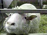 Усыпленную овечку Долли выставят в музее