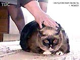 Самая толстая кошка в мире живет на Урале