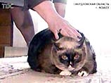 Самая толстая кошка в мире живет на Урале Самая толстая кошка в мире живет на Урале