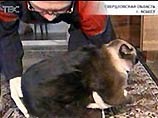 Самая толстая кошка в мире живет на Урале Самая толстая кошка в мире живет на Урале