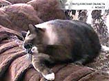 Самая толстая кошка в мире живет на Урале