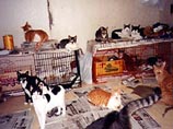 Полиция американского штата Нью-Мексико обнаружила в доме жительницы местности Лас-Крусес около сотни кошек и замороженные трупы еще более 80 животныхПолиция американского штата Нью-Мексико обнаружила в доме жительницы местности Лас-Крусес около сотни кош