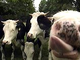 В Германии обнаружены первые случаи заболевания "коровьим бешенством"
