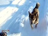 До Москвы зимой до сих пор можно добраться только на лошади До Москвы зимой до сих пор можно добраться только на лошади