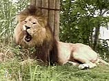 Африканским охотникам удалось покончить со львом-людоедом