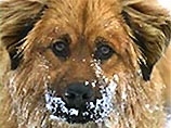 Привычка лизать московский снег может стать причиной рака у собак и кошек