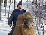Личный верблюд губернатора Саратовской области "откосил" от армии Личный верблюд губернатора Саратовской области "откосил" от армии