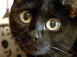 Черным кошкам везет, утверждают ученые